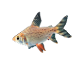 tengeri_halak_46