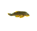 tengeri_halak_51