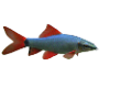 tengeri_halak_53