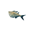 tengeri_halak_56