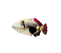 tengeri_halak_59