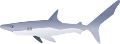 tengeri_halak_6