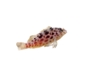 tengeri_halak_63