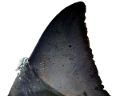 tengeri_halak_7