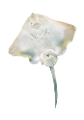 tengeri_halak_74