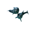 tengeri_halak_89