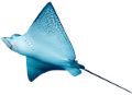 tengeri_halak_9