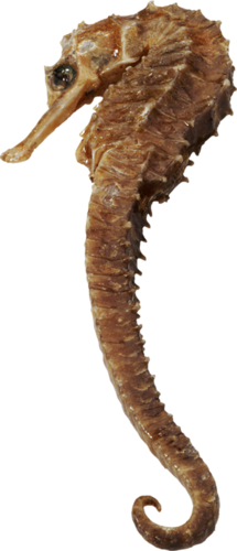viziallatok_28.png
