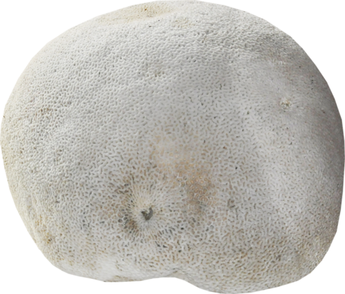 viziallatok_29.png