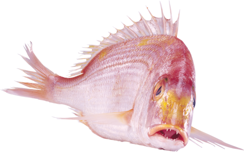 viziallatok_36.png
