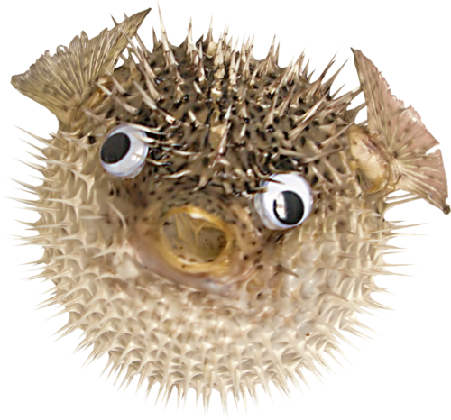 viziallatok_4.png