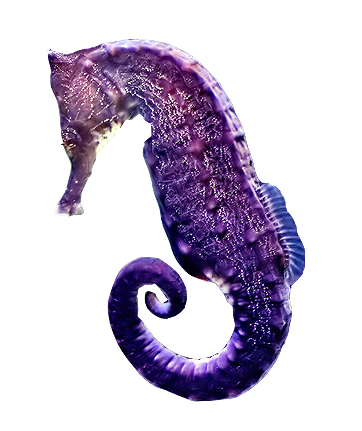 viziallatok_41.png