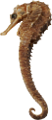 viziallatok_28