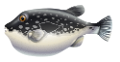 viziallatok_32