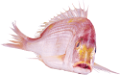 viziallatok_36