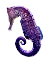 viziallatok_41