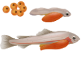 viziallatok_46
