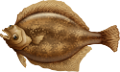 viziallatok_47