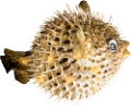 viziallatok_5