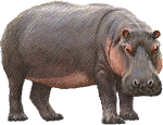 vizilo_10.png