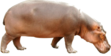 vizilo_18.png