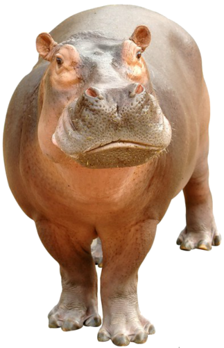 vizilo_19.png