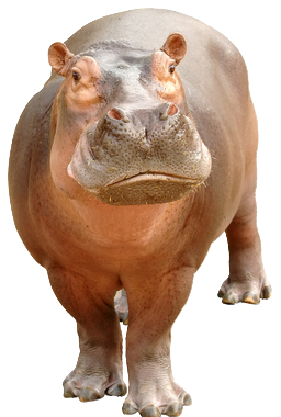 vizilo_21.png