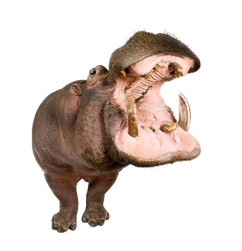 vizilo_25.png