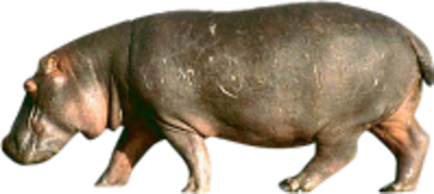 vizilo_9.png