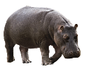 vizilo_1