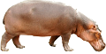 vizilo_18