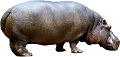 vizilo_8