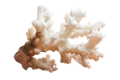 KORALL