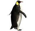 PINGVIN