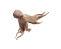 POLIP