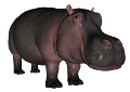 VÍZILÓ