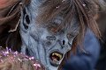 farsang_hatterkep_16